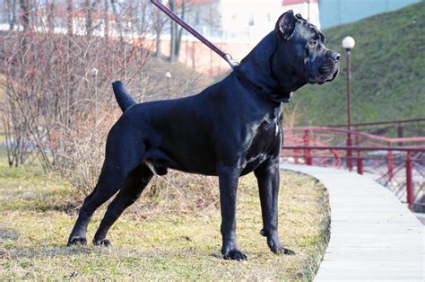 big black dog breeds